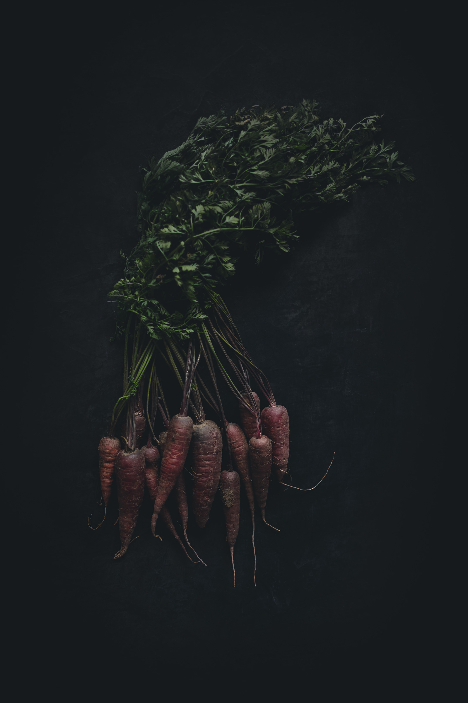 Purple Carrots on a black background from the Moody Food series by John Robson Photography
