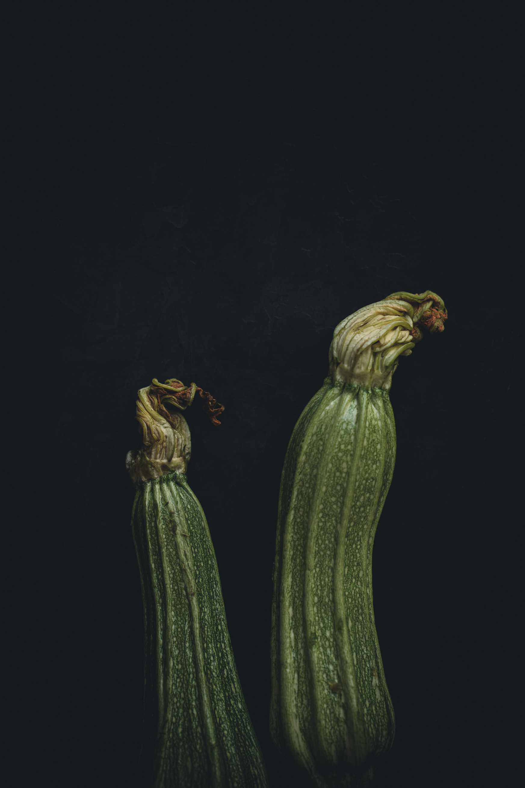 Summer Squash on a black background from the Moody Food series by John Robson Photography