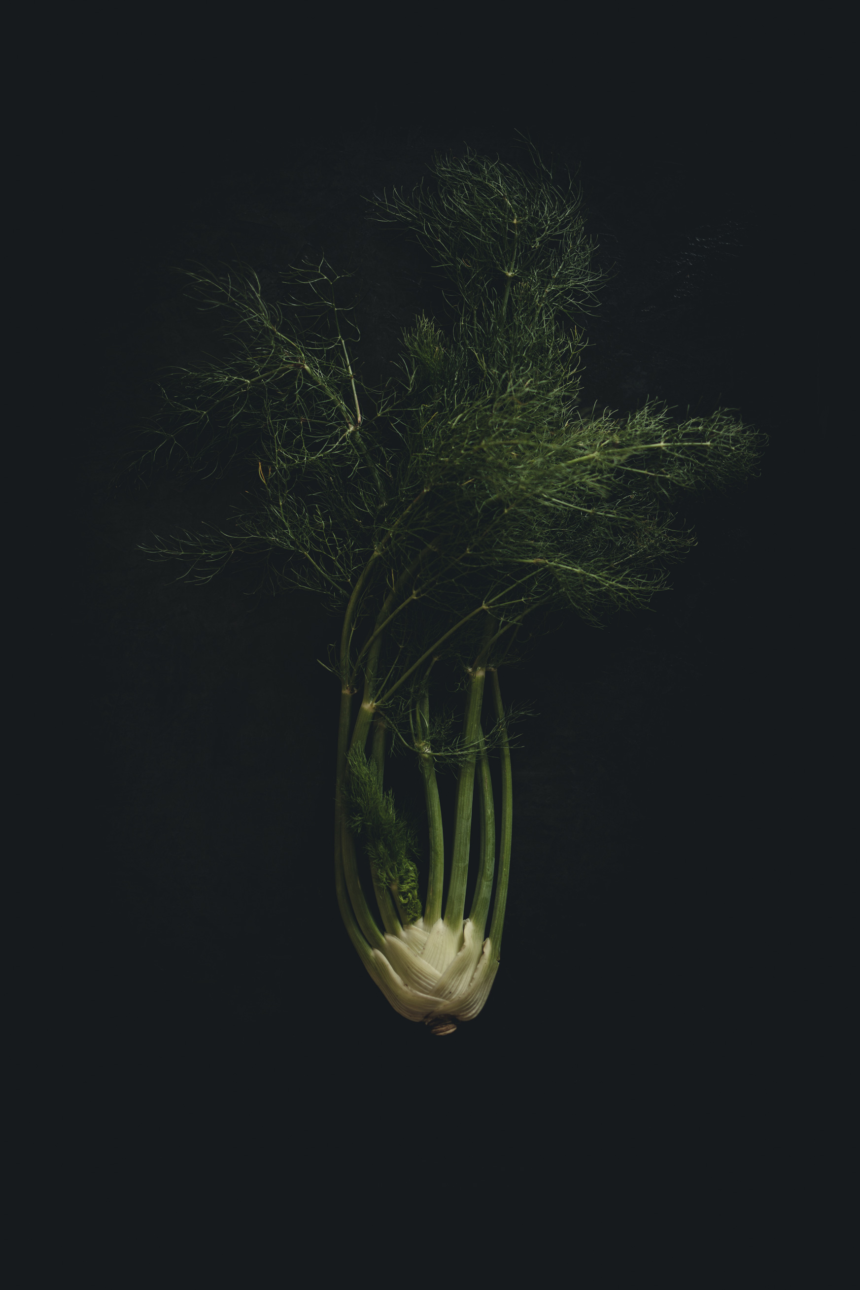 Fennel on a black background from the Moody Food series by John Robson Photography