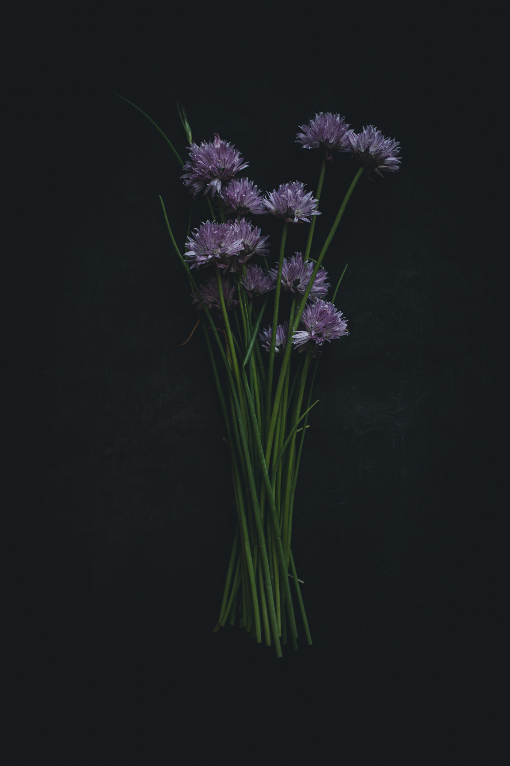 Chives on a black background from the Moody Food series by John Robson Photography