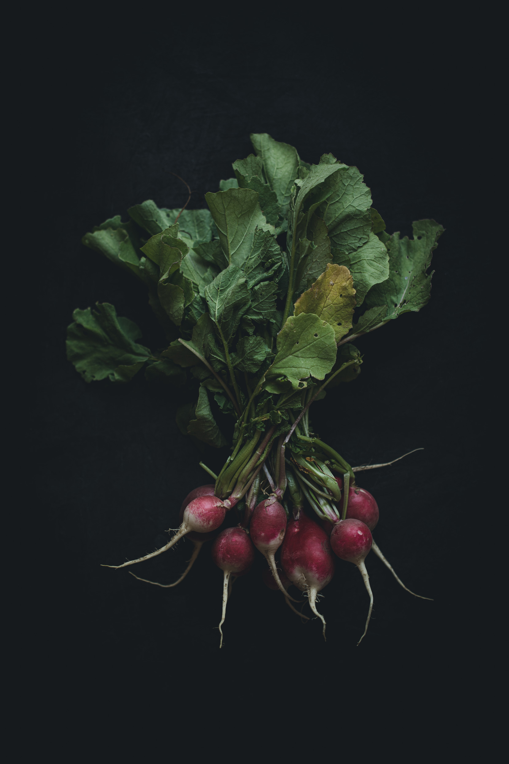 Breakfast Radishes on a black background from the Moody Food series by John Robson Photography