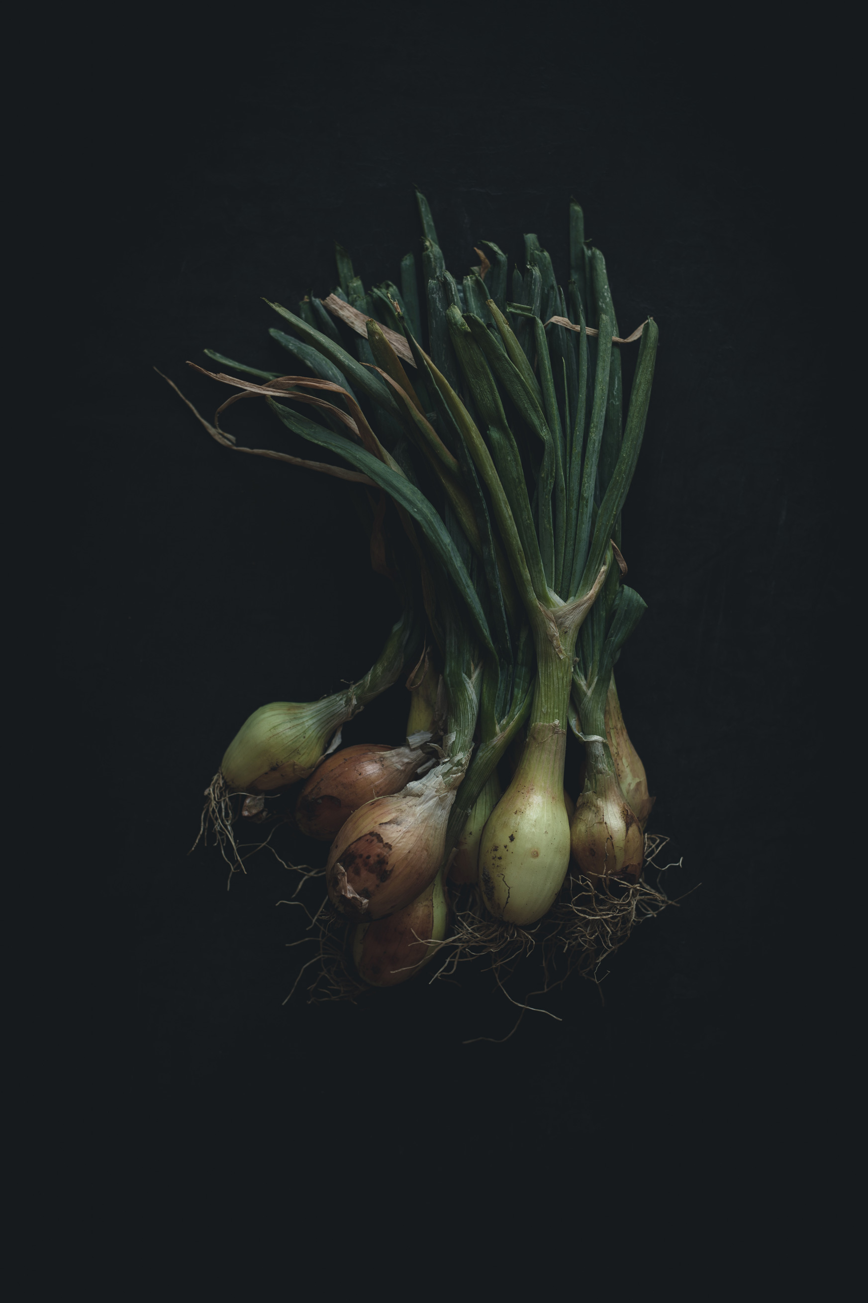 Onions on a black background from the Moody Food series by John Robson Photography