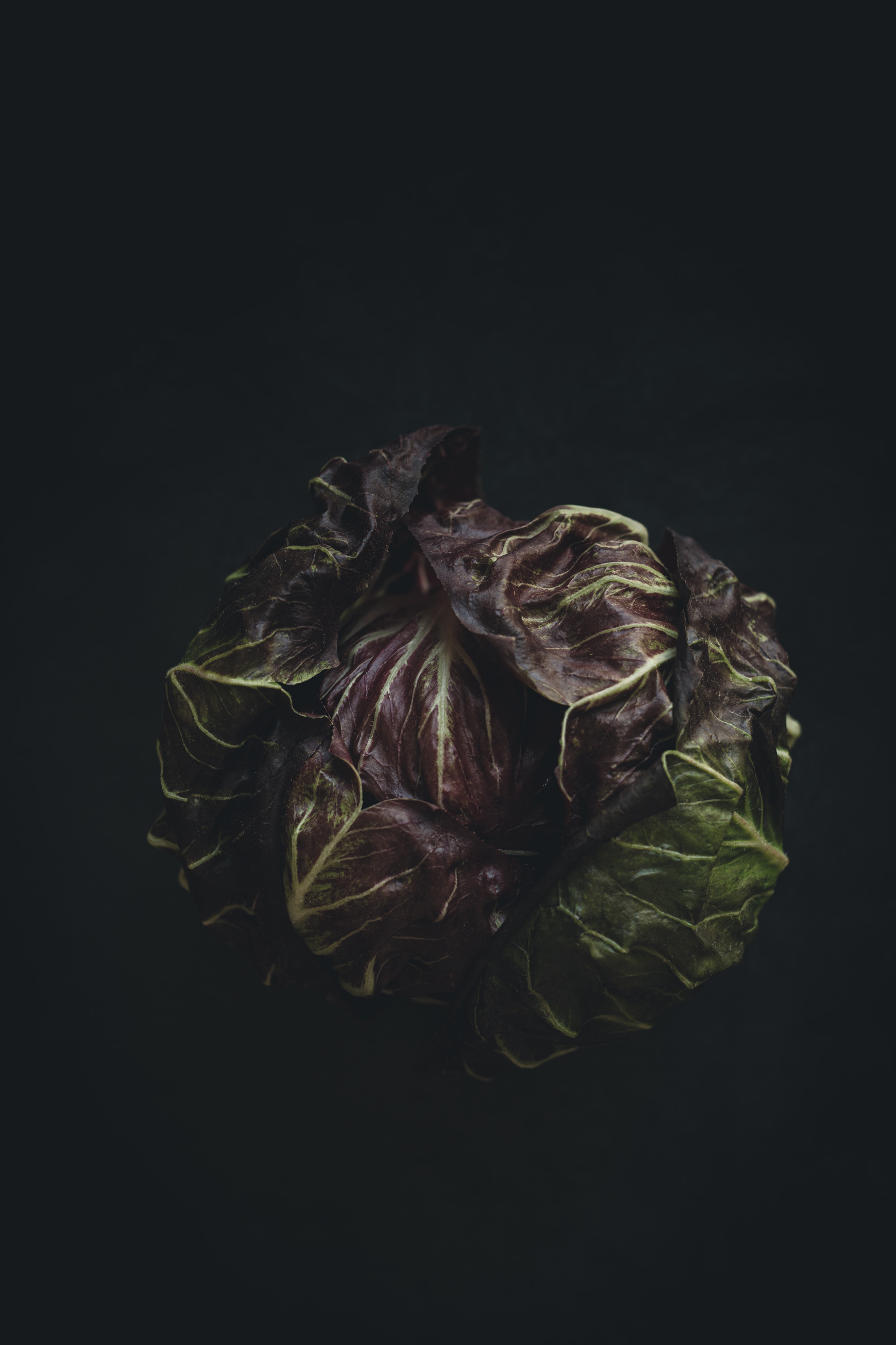 Radicchio top on a black background from the Moody Food series by John Robson Photography