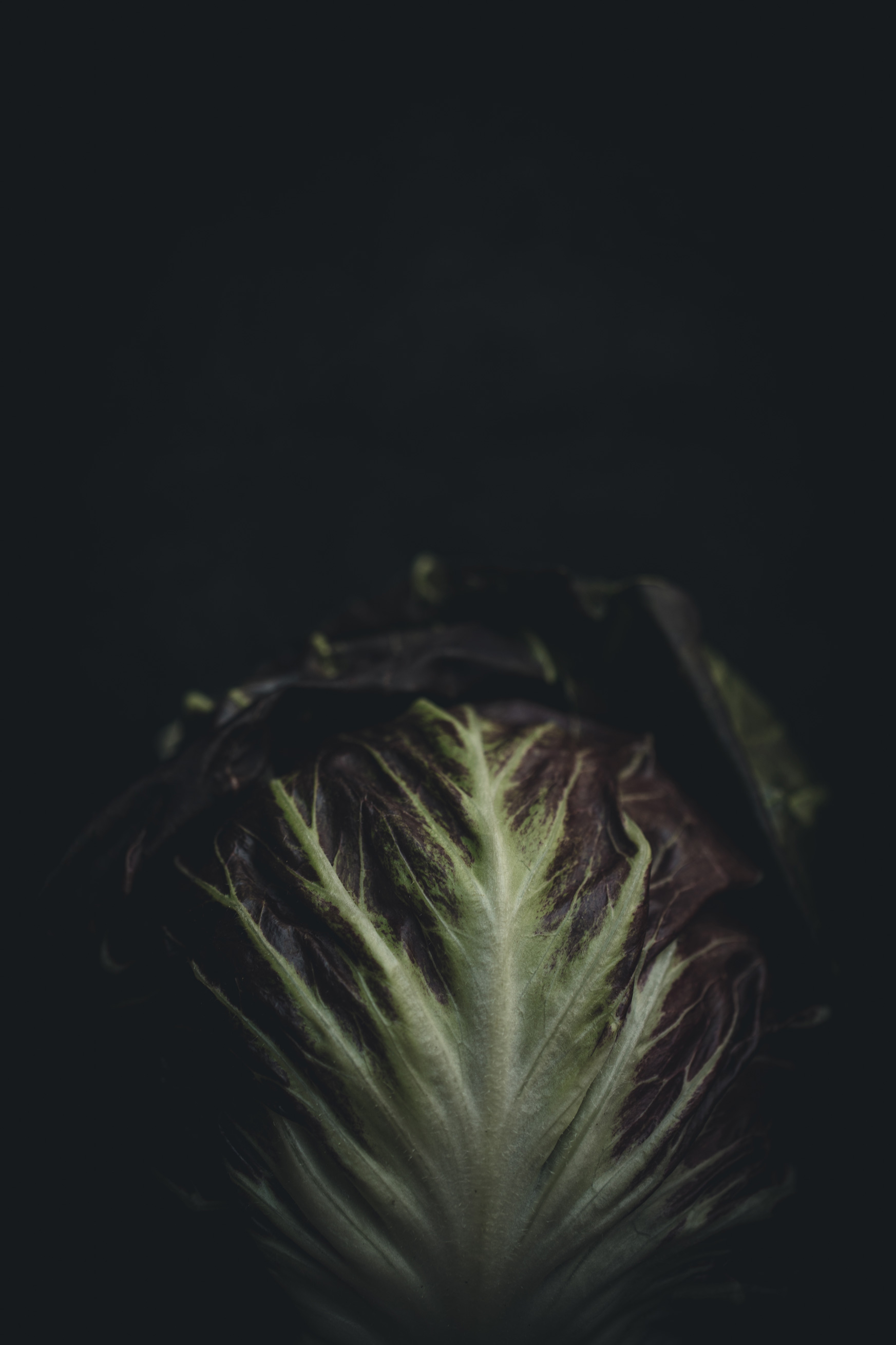 Radicchio side on a black background from the Moody Food series by John Robson Photography