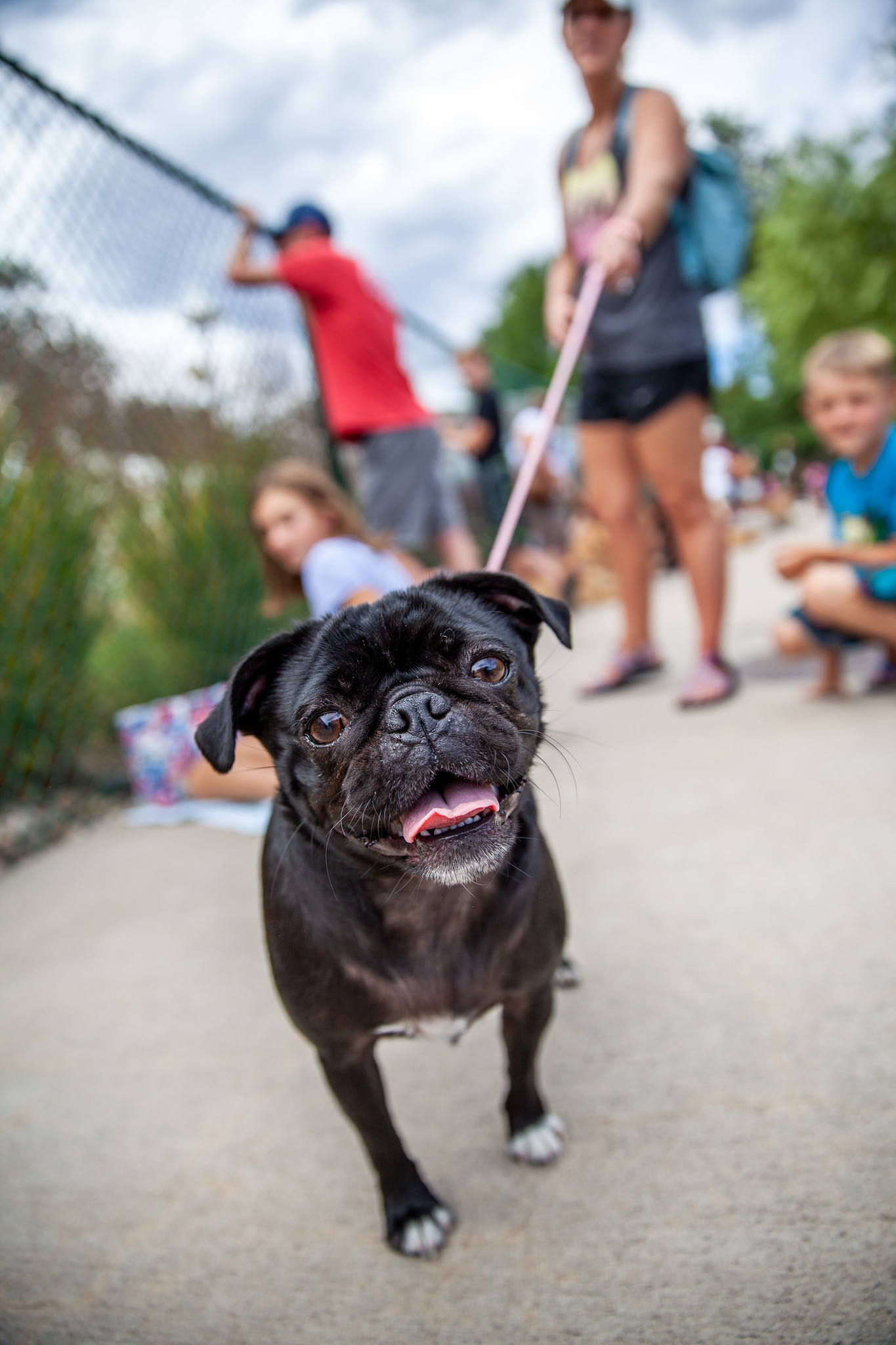 black pug in Fort Collins, Colorado - John Robson Community Lifestyle Photography