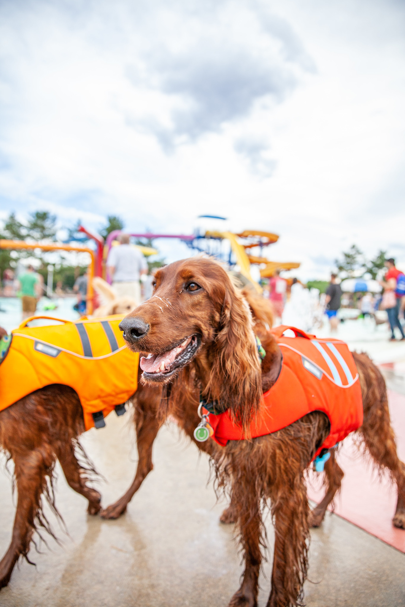 Irish Setters wearing life jackets in Fort Collins, Colorado - John Robson Community Lifestyle Photography