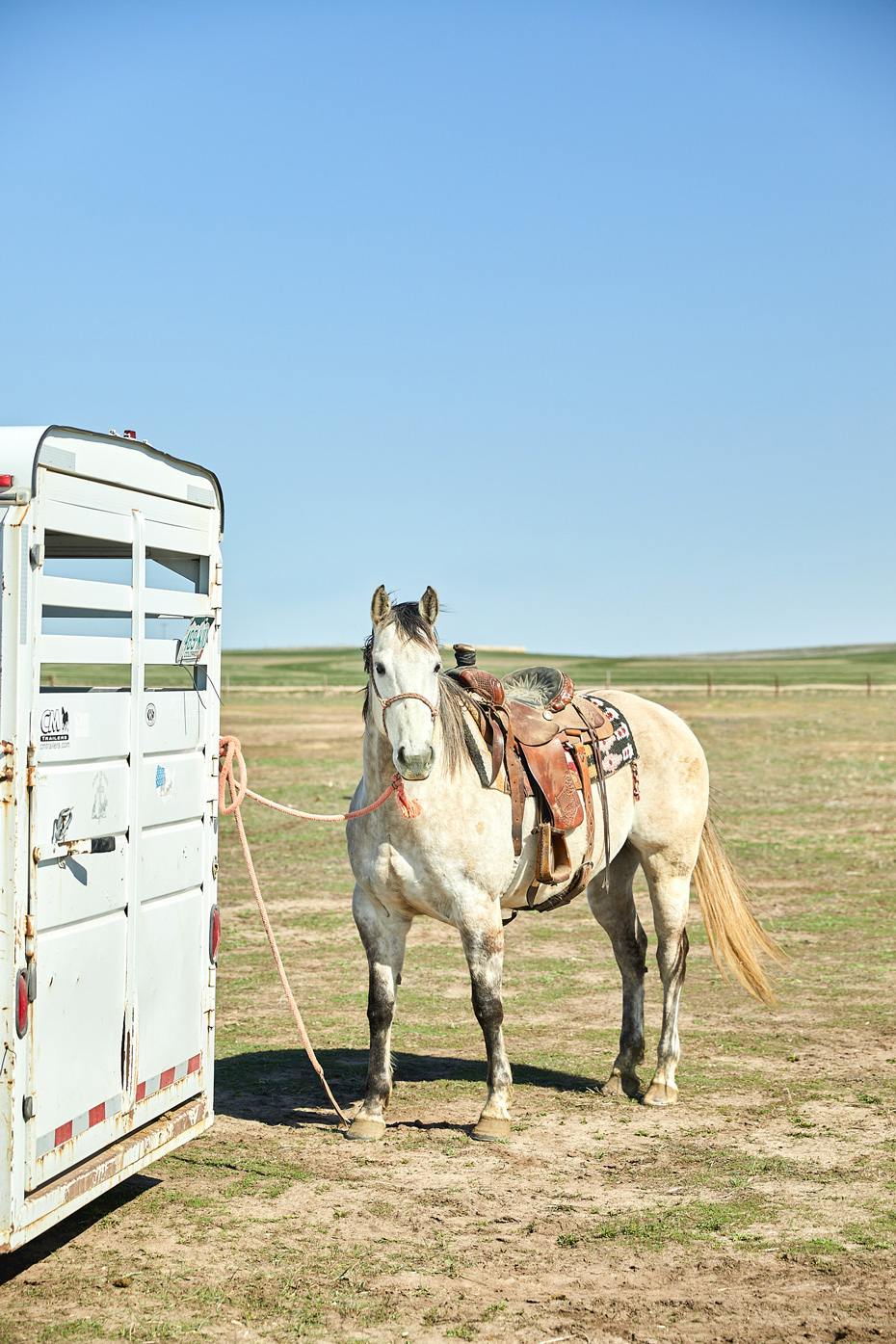 White horse tethered to a trailer in Julesburg, Colorado