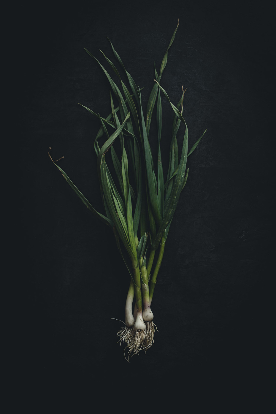 Green Garlic on a black background from the Moody Food series by John Robson Photography