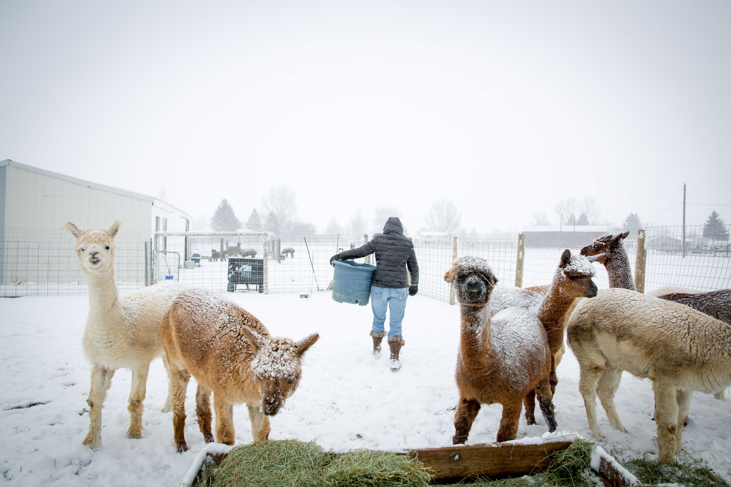 Farmer feeding alpacas in the snow in Loveland Colorado
