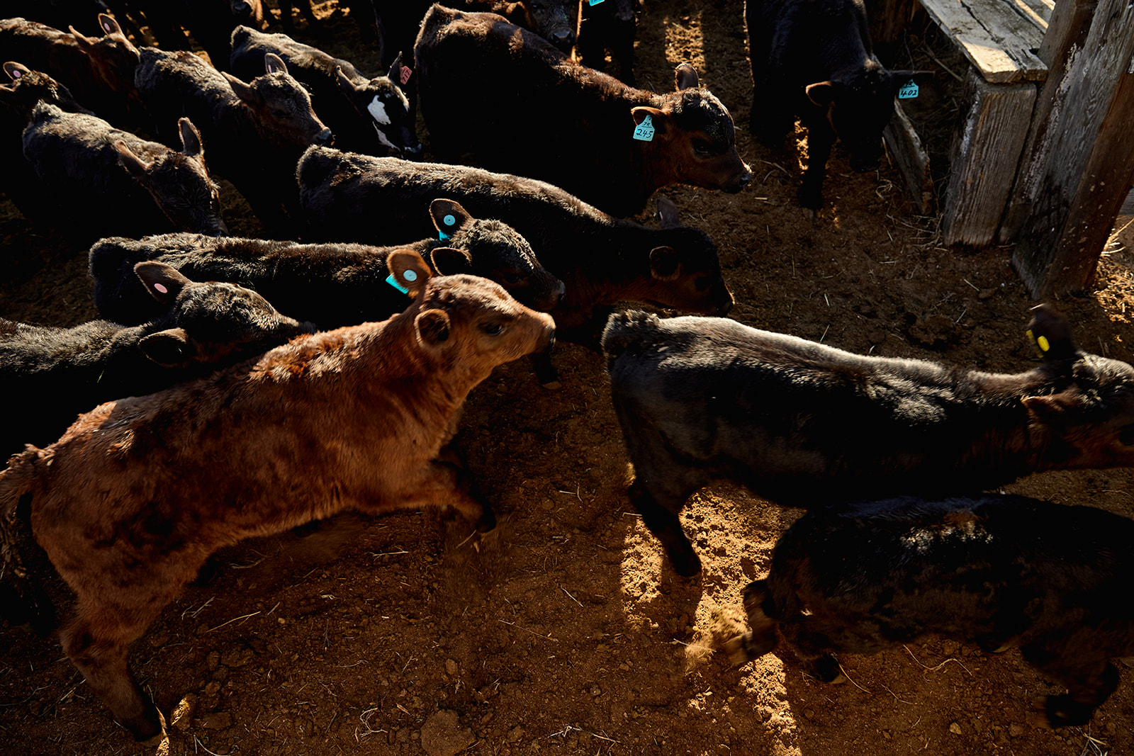 Calves being sorted prior to being branded - John Robson Photography