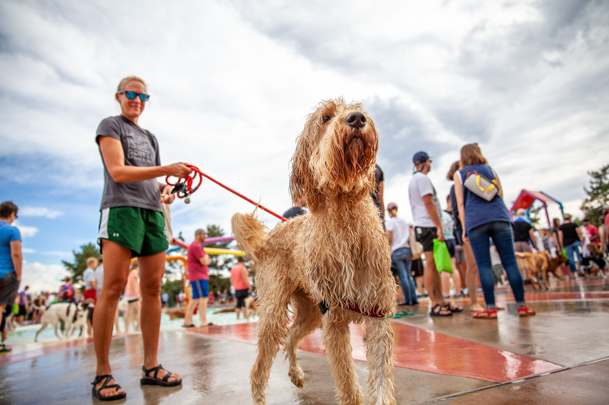 Labradoodle at the Pooch Plunge in Fort Collins, Colorado - John Robson Community Lifestyle Photography