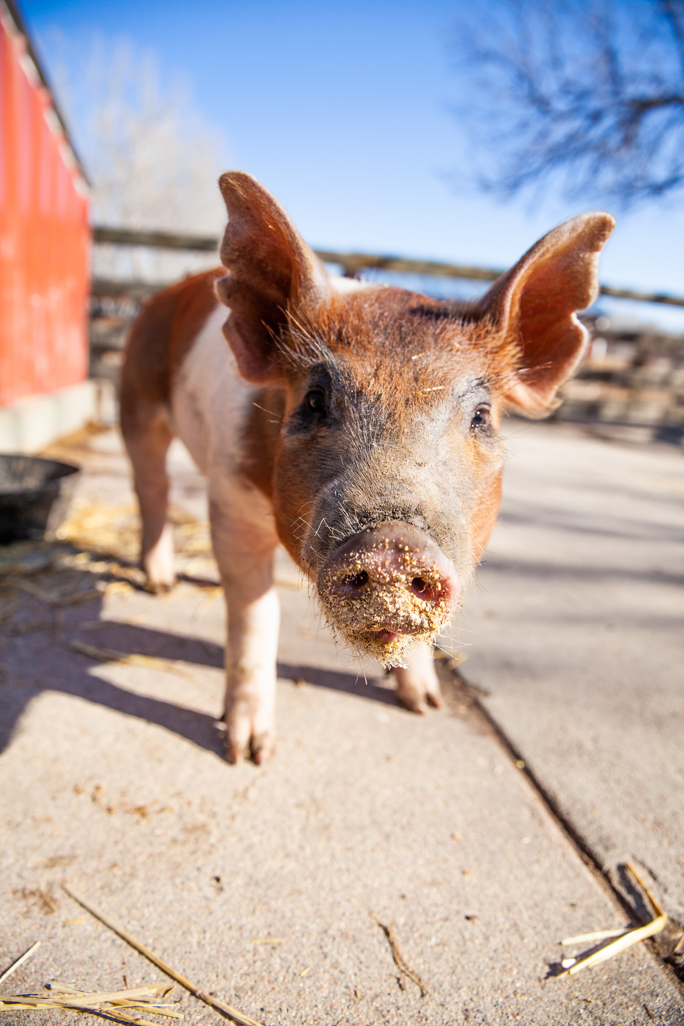 Pig at the Farm in Fort Collins, Colorado - John Robson Community Lifestyle Photography